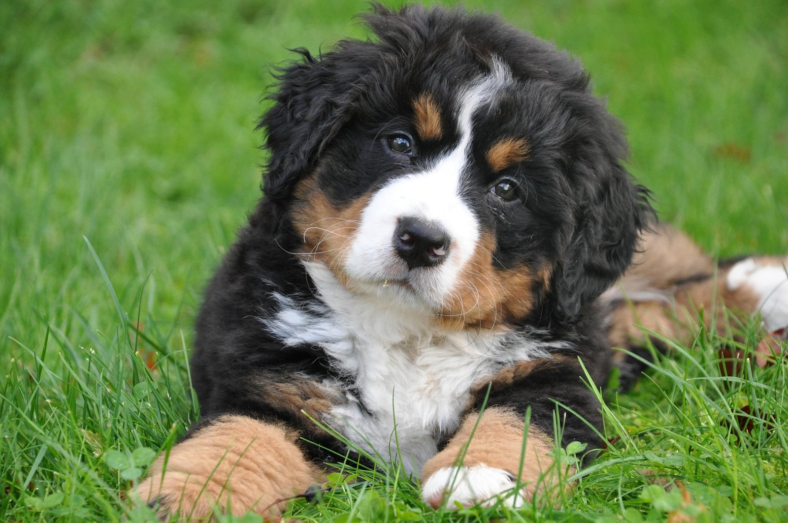 nadinedoerle-bernese-mountain-dog